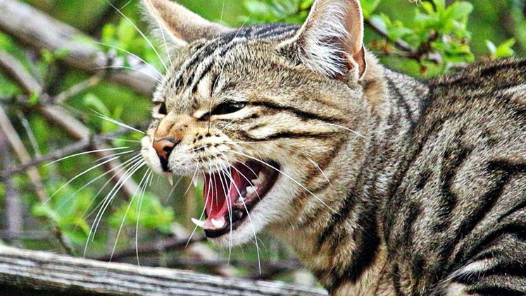 Кошачья ревность Кошачья ревность